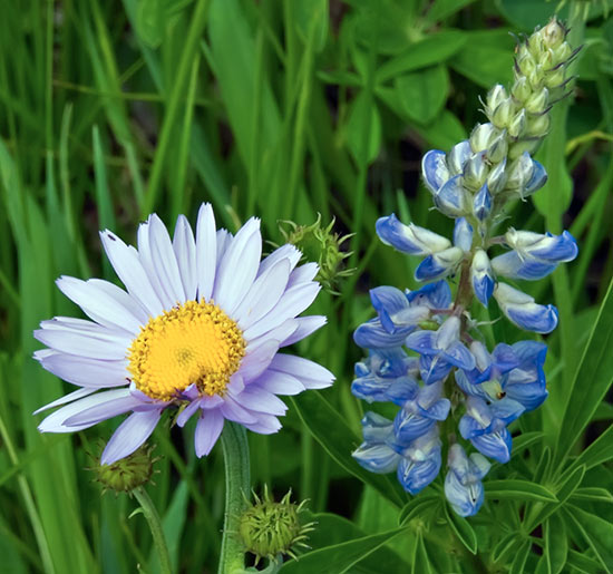 daisy and lupine